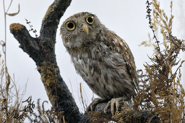 A small taxidermy owl sat upon a tree stump with foliage behind